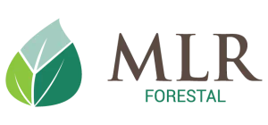 MLR